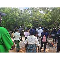 Mangrove Restoration Training - AU-IBAR Collaboration with KMFRI image